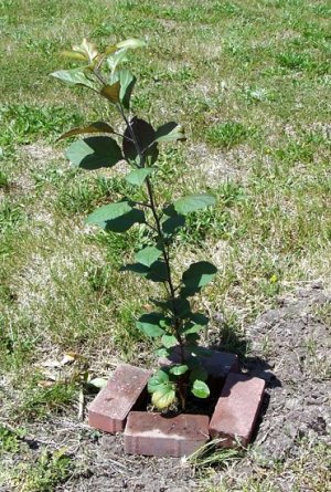 apple outside.jpg