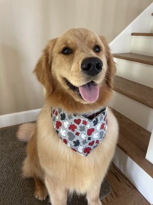 Gracie.jpeg Gracie.jpeg