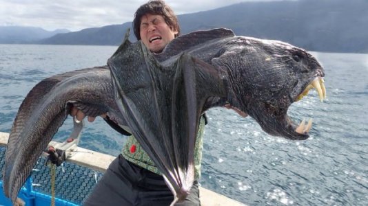 ugly fish.jpg