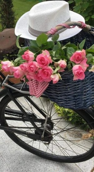 bike rose peace.jpg