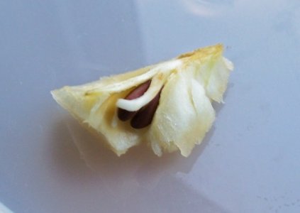 apple seed.jpg