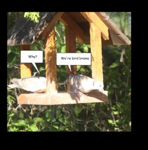 bird brain 2.jpg