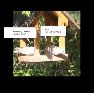 bird brain 3.jpg