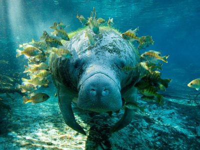 COOLmanatee-and-fish.jpg