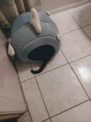 Deja in Bed 1.jpg