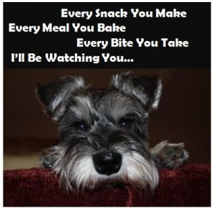 5c8d450d1a3af0004dd4b9fbee2dc2e6--mini-schnauzer-puppies-schnauzers-1527266490.jpg