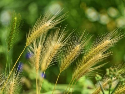 foxtail-barley-barbed-seed.jpg