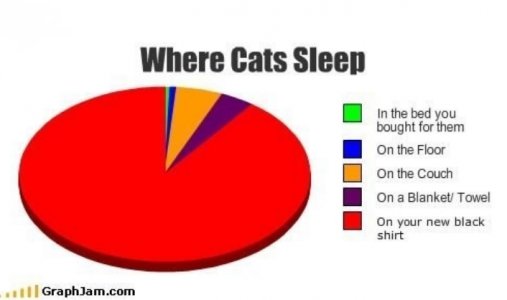 catsleep.jpg