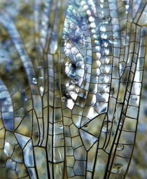 dragonflywing,jpg.jpg