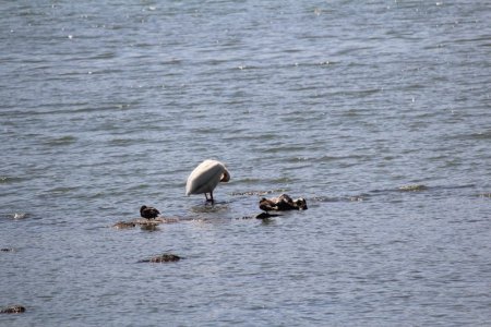pelican.jpg