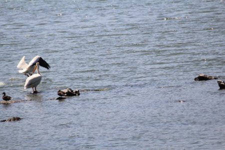 pelican.jpg2.jpg