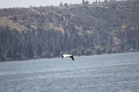 pelican.jpg4.jpg