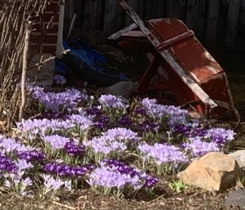 IMG_8397.jpeg IMG_8397.jpeg