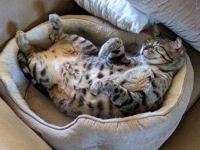 Gato 2023Jan LR.jpg