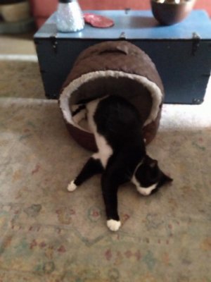 pixel's new bed.jpg