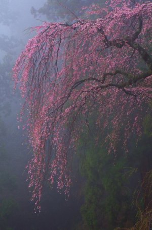 tumblr_1f233be15680a24ea75c8d39cf090bde_47f7986a_640.jpg