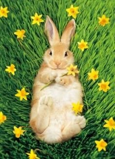 c8bc31f6f80df24c7d7c6e41b4f09587--happy-spring-spring-time.jpg