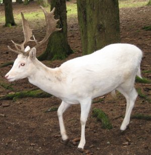 Albino-Damhirsch_Hellenthal_0656.jpg