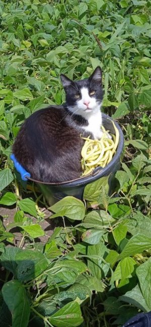 cat in a bucket joke.jpg