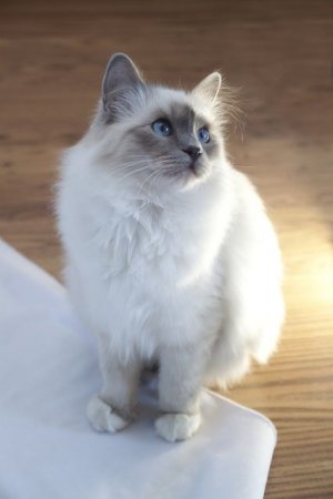 blue roan.jpg