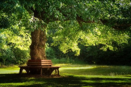 tree-3204332_1280.jpg