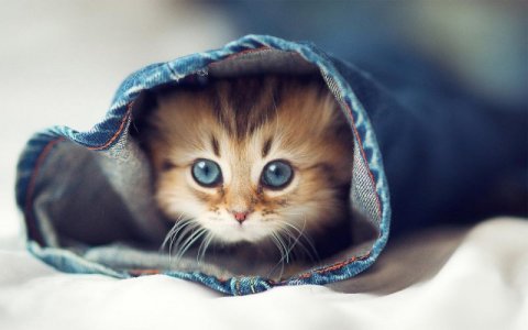 Beautiful-kitten-Wallpaper.jpg