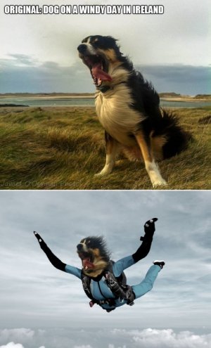 dog.jpg