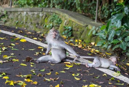 funniest-animals.jpg