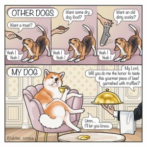 my dog.jpg