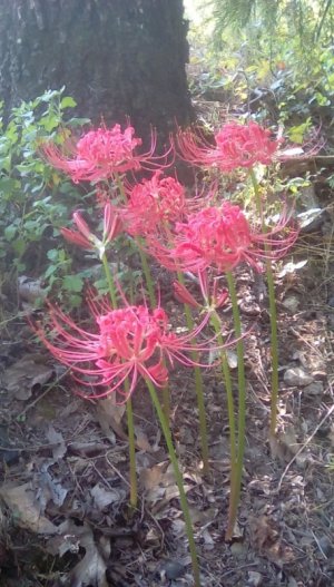 2018-09-19 Spider lilies.jpg