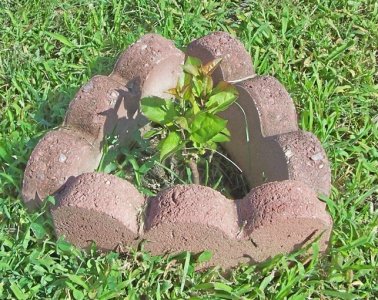 apple tree18 days later.jpg
