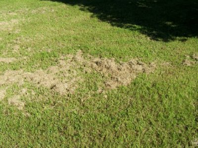 lawn clippings2.jpg