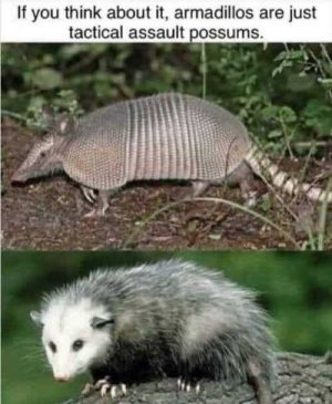 possum.jpg