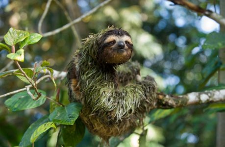 sloth.jpg