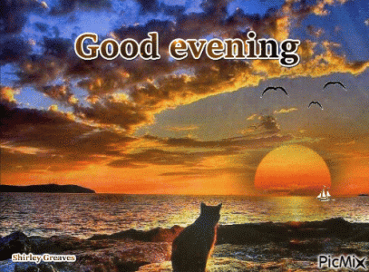 goodeveningcat.gif