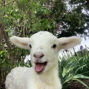 lamb 2.jpg