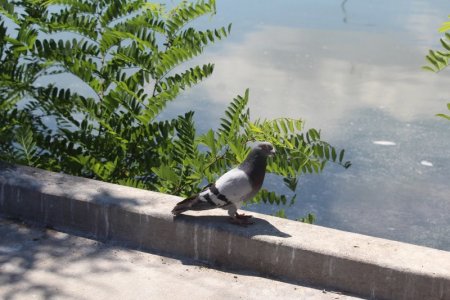 pidgeon upper lake down town.jpg
