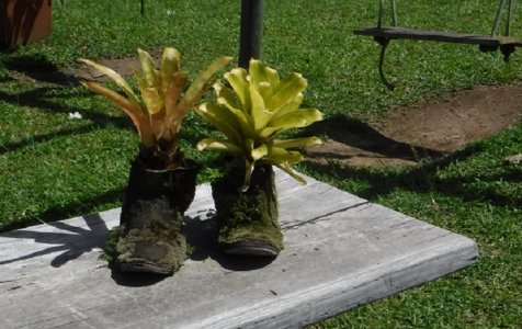 Old Boots.jpg