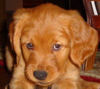 Foxy 9 Weeks (2).jpg