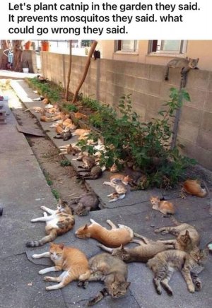 cat catnip joke.jpg