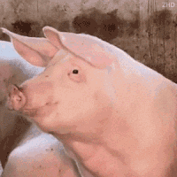 tumblr_67c57a7a37fae937903059ac31602ce9_8cdb5632_250.gif