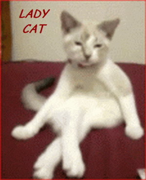 LADY CAT.gif