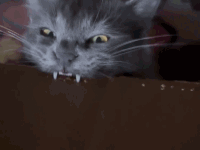 Pcs8t6u.gif