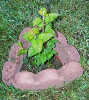 apple tree4 weeks later.jpg