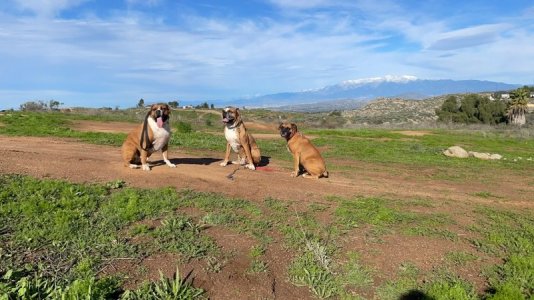 2023-01-07  Oranges 7.jpeg