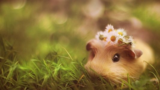 d44f87f9b92bbca7638c5f6fac94542b--cute-desktop-wallpaper-pig-wallpaper.jpg