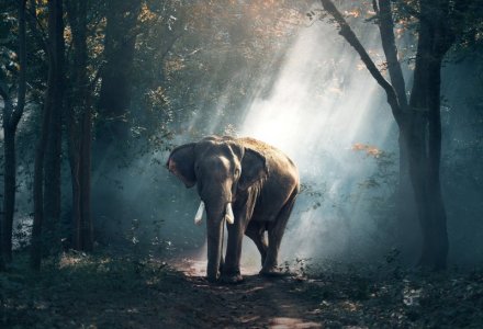 elephant-1822636_1280.jpg elephant-1822636_1280.jpg