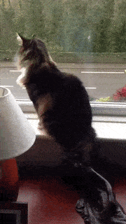 cat wave.gif