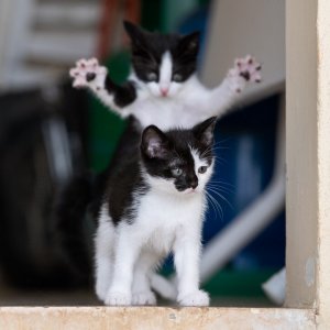 1.-OVERALL-WINNER-Cat-Category-Winner-Michel-Zoghzoghi_A-life-changing-event.jpg 1.-OVERALL-WINNER-Cat-Category-Winner-Michel-Zoghzoghi_A-life-changing-event.jpg
