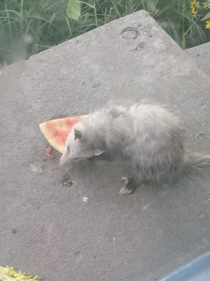 possum.jpg